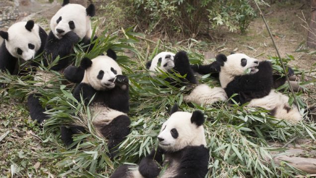 PANDAS-PDS-00508-98906967