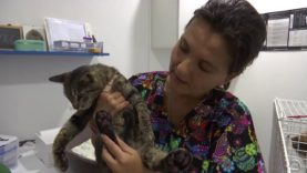 Incêndios: Dezenas de voluntários prestam assistência aos animais feridos pelo fogo em Monchique