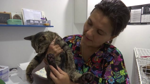 Incêndios: Dezenas de voluntários prestam assistência aos animais feridos pelo fogo em Monchique