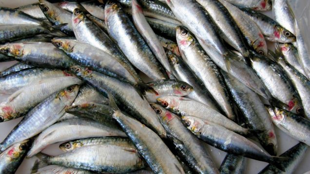Sardines in a Supermarket