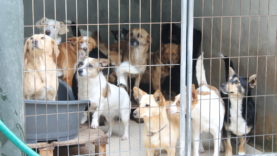 ADDAF super lotado canil