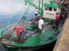 pesca_sardinha_barco_pecadores_olhao