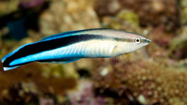 15.12 peixes-limpadores do Atlântico